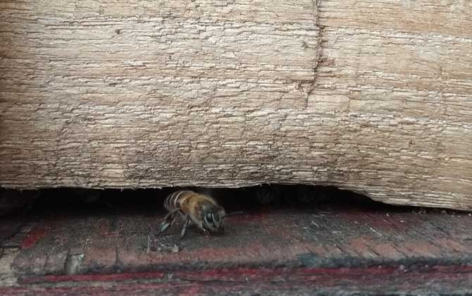 蜜蜂在巢門結團怎么回事? 蜜蜂