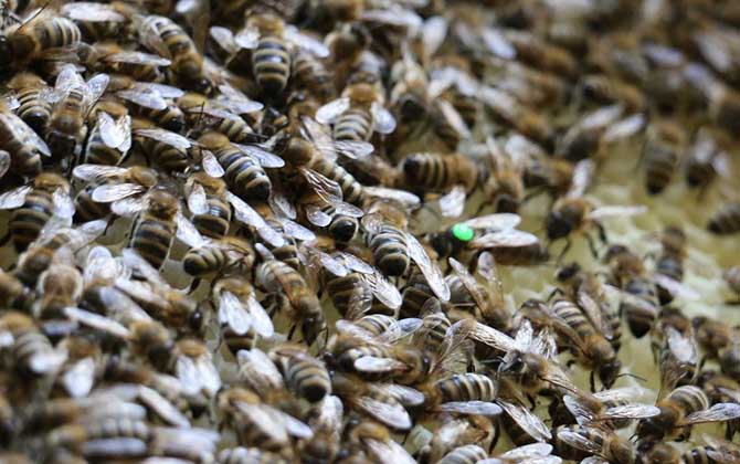 蜂群失王沒王臺怎么辦? 蜂王