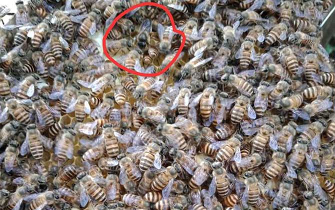 蜂群失王的原因及補(bǔ)救辦法 蜂王