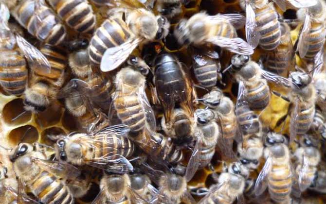 蜂群失王的原因及補(bǔ)救辦法 蜂王