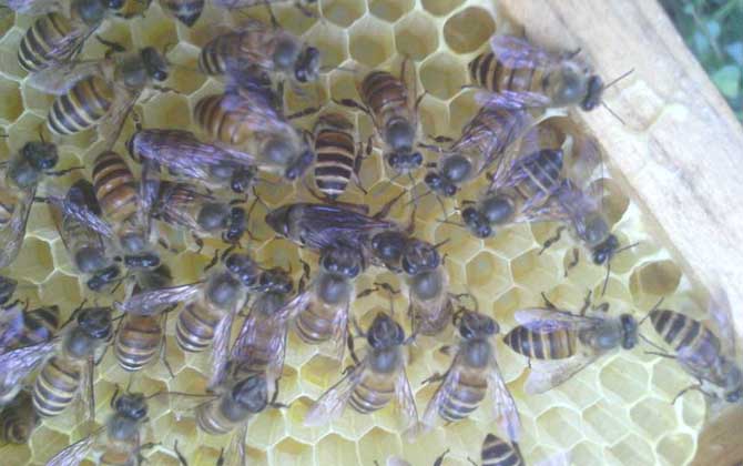 蜂群失王的原因及補(bǔ)救辦法 蜂王