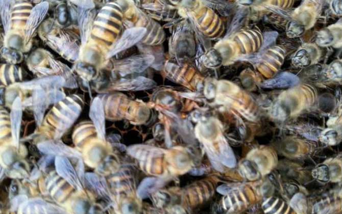 蜂群失王的原因及補(bǔ)救辦法 蜂王