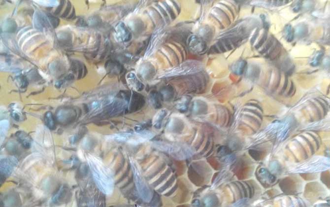蜂群失王的原因及補(bǔ)救辦法 蜂王