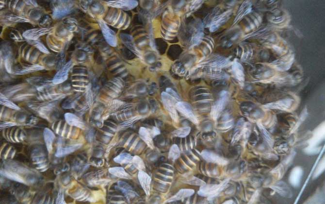 蜂群失王的原因及補(bǔ)救辦法 蜂王