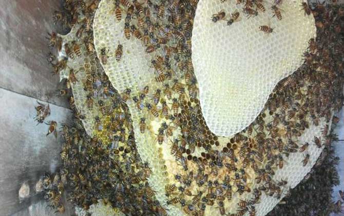 割蜜如何防止蜂王出逃? 割蜜