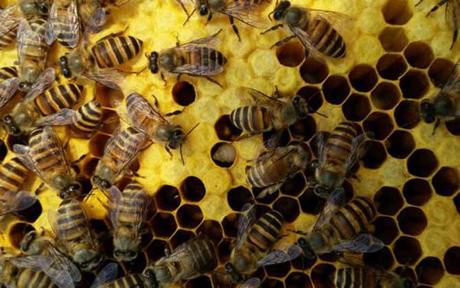 蜜蜂分家想留住怎么辦? 蜜蜂分家