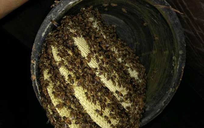 膠桶誘蜂技巧及注意事項(xiàng) 誘蜂