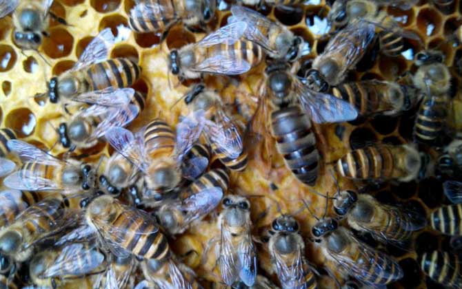 膠桶誘蜂技巧及注意事項(xiàng) 誘蜂