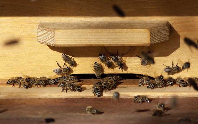 介王成功蜜蜂的表現有哪些? 介王