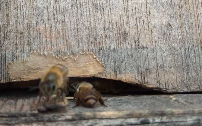 蜜蜂失王一個月怎么辦? 蜜蜂失王