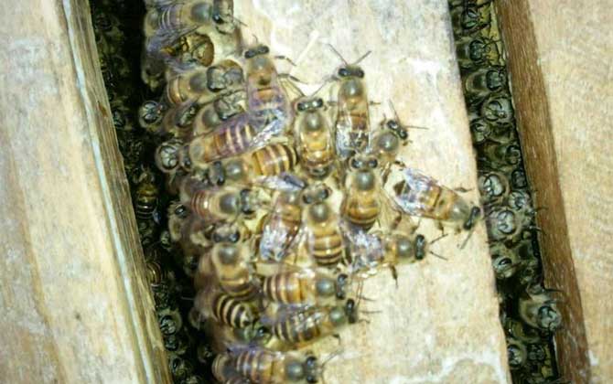 合并蜂群怎樣防回蜂? 合并蜂群