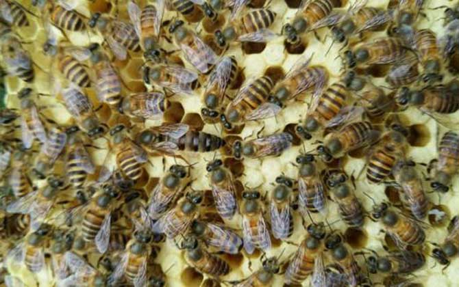 合并蜂群怎樣防回蜂? 合并蜂群