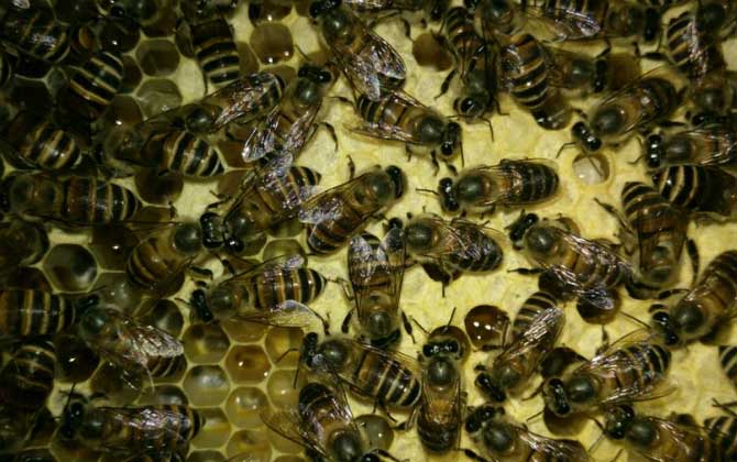 合并蜂群怎樣防回蜂? 合并蜂群