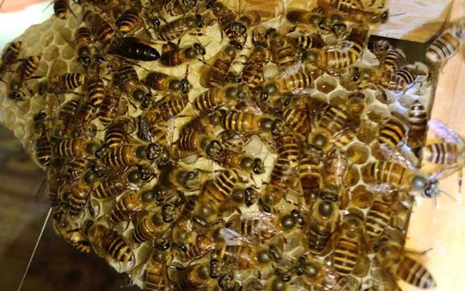 蜜蜂雞蛋群還能養(yǎng)活嗎? 雞蛋群