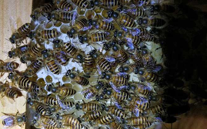 蜜蜂雞蛋群還能養(yǎng)活嗎? 雞蛋群