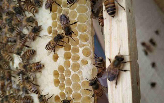 不到半脾蜂能發展起來嗎? 蜂群