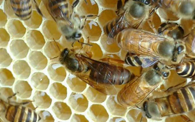 不到半脾蜂能發展起來嗎? 蜂群