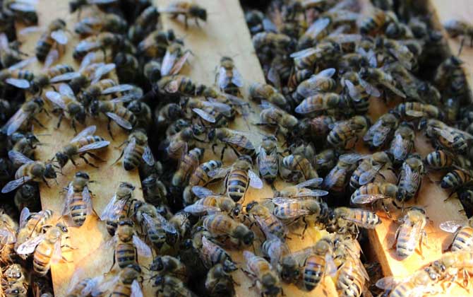 新手怎樣學養蜜蜂? 養蜂