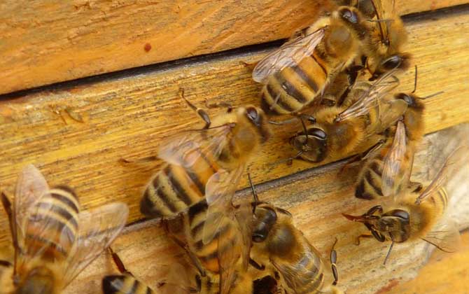 蜂箱多久開箱檢查一次? 養(yǎng)蜂