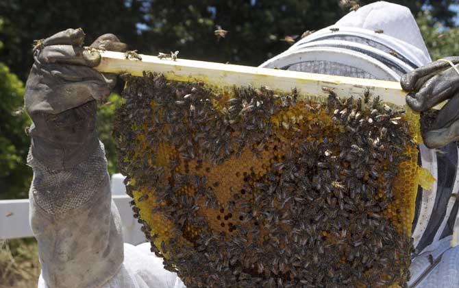 蜂箱多久開箱檢查一次? 養(yǎng)蜂