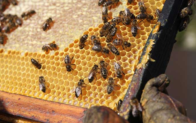 蜂箱多久開箱檢查一次? 養(yǎng)蜂