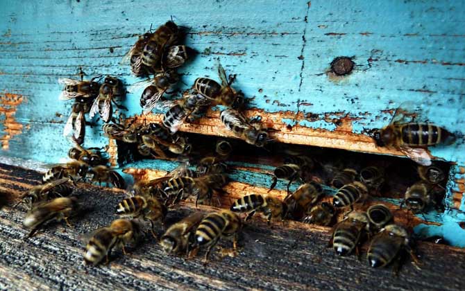 蜂箱多久開箱檢查一次? 養(yǎng)蜂