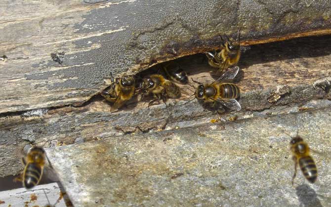 為什么蜜蜂越養越少了? 養蜜蜂