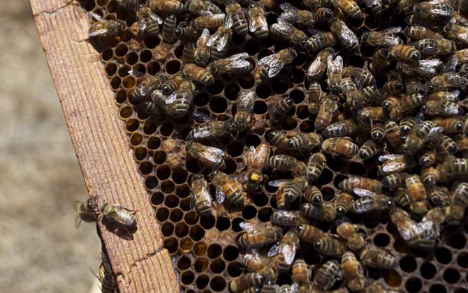 為什么蜜蜂越養越少了? 養蜜蜂