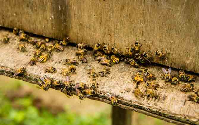 雙王群上繼箱會(huì)打架嗎? 雙王群