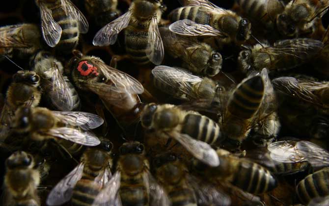 蜂群失王多久可以合并? 蜂王