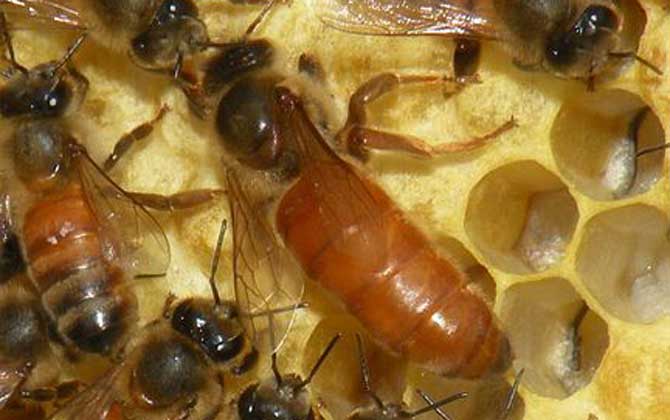 蜂群失王多久可以合并? 蜂王