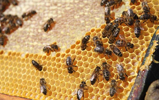 蜜蜂秋繁怎樣飼喂蜂群? 蜜蜂秋繁