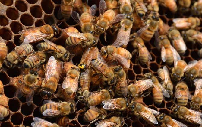 蜜蜂秋繁怎樣飼喂蜂群? 蜜蜂秋繁