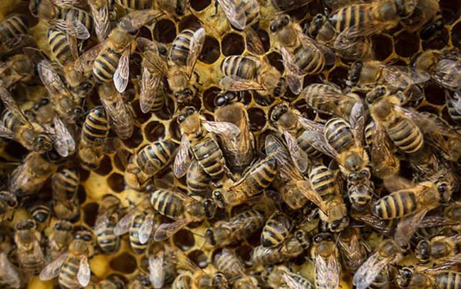蜜蜂秋繁怎樣飼喂蜂群? 蜜蜂秋繁