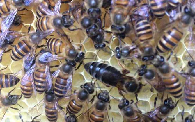 蜜蜂怎樣才能快速春繁? 蜜蜂春繁