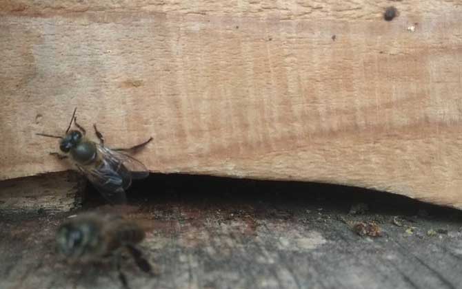 蜜蜂怎樣才能快速春繁? 蜜蜂春繁