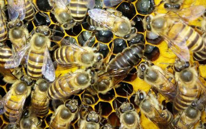 蜂群失王一個月的介王方法 介王方法