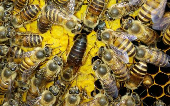 蜂群失王一個月的介王方法 介王方法