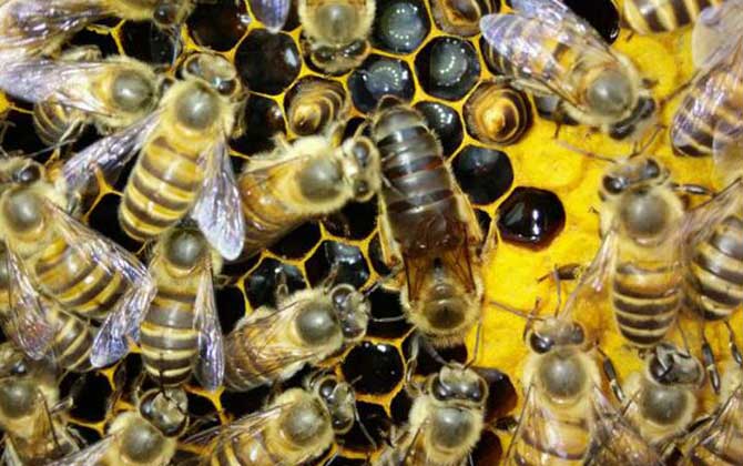 蜂群失王一個月的介王方法 介王方法