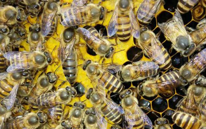 蜂群失王一個月的介王方法 介王方法