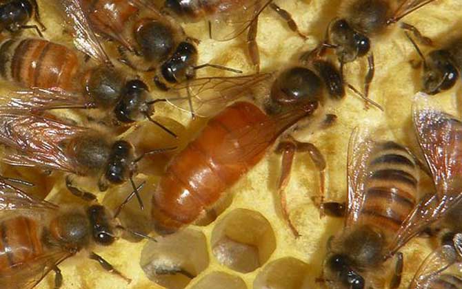 一脾開繁四十天不加脾怎么回事? 養蜂