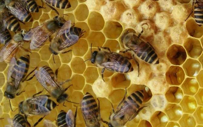 一脾開繁四十天不加脾怎么回事? 養蜂