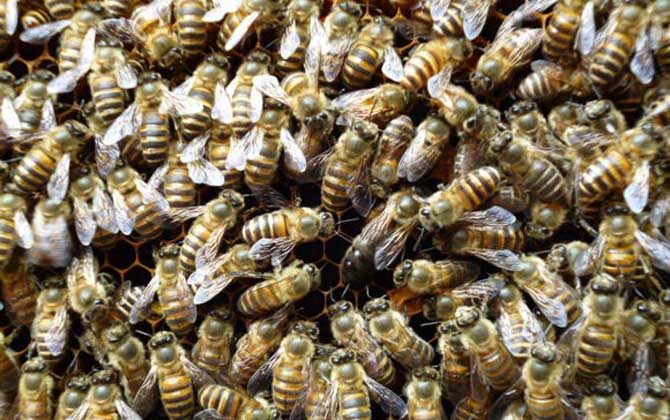 春天蜂太少如何快速繁殖? 蜜蜂