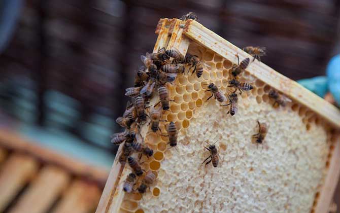 春天蜂太少如何快速繁殖? 蜜蜂