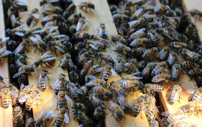 蜂螨怎么防治最有效? 蜂螨怎么防治