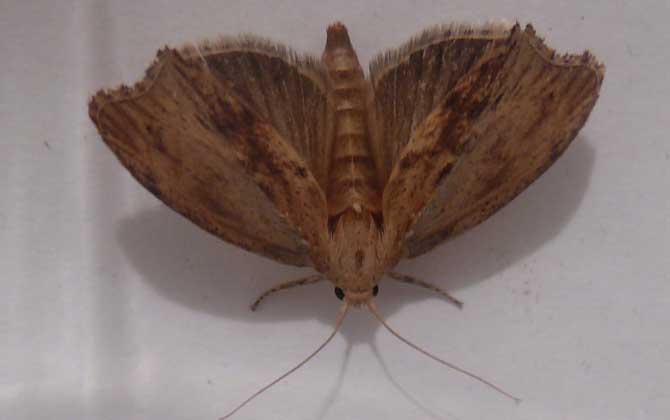 大蠟螟的特征及生活習性 大蠟螟