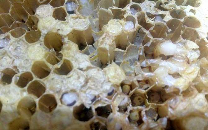 大蠟螟的特征及生活習性 巢蟲