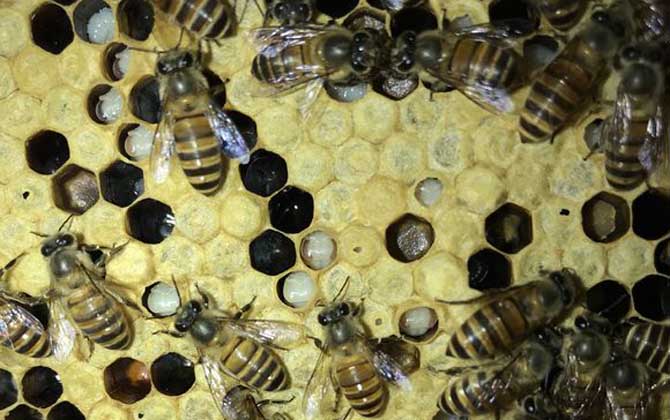 大蠟螟的特征及生活習性 巢蟲