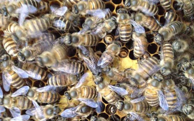 歐洲幼蟲腐臭病的防治方法 歐洲幼蟲腐臭病