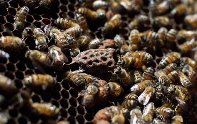 蜂螨的防治方法及注意事項 蜂螨